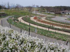 チューリップが2,3分咲きです