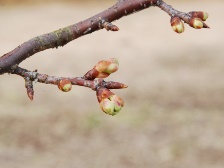 カワヅザクラの花芽