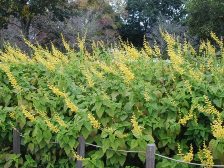 宿根サルビアも見ごろが続いています