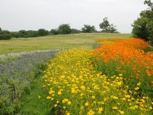 大型テント前のお花畑2