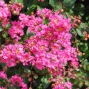 イッサイサルスベリ