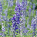 サルビアファリナセア