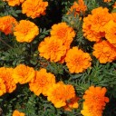 マリーゴールド