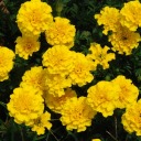 マリーゴールド