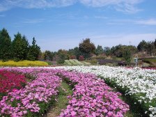 満開のコスモス2