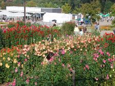 満開のダリア園4