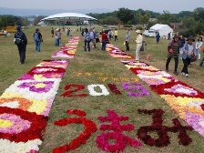 ダリア花じゅうたん2