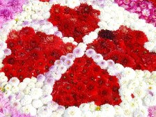 ダリア花じゅうたん3