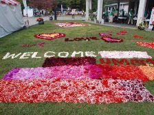 ダリア花じゅうたん1