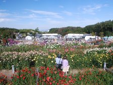 満開のダリア園