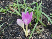 コルチカムが咲き始めました