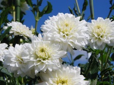 ダリアは5分咲きです。写真は、白鳳