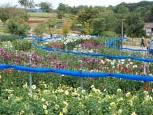 ダリア園はそろそろ見頃です