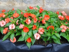 ニューギニアインパチエンス