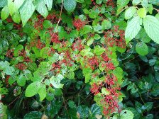 ヤブデマリの実