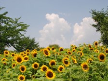 ひまわりが6分咲きになりました