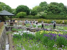 菖蒲園2