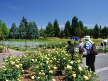 バラ園は、5分咲きです