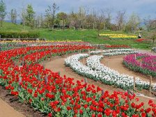 彩りの広場のチューリップ2