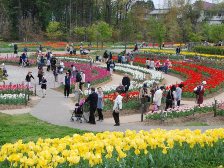 彩りの広場のチューリップ1