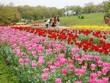 大型テント前チューリップ2