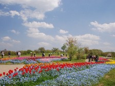 大型テント前のチューリップ1