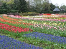 花の道のチューリップ4