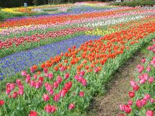 花の道のチューリップ2