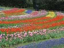 花の道のチューリップ3