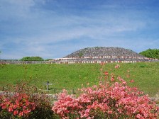 ヤマツツジが満開です