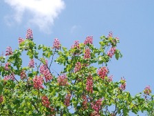 ベニバナトチノキ