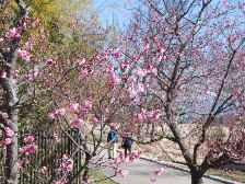 梅が2,3分咲きです