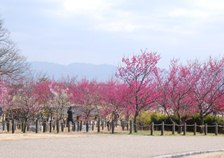 梅林は5、6分咲です。