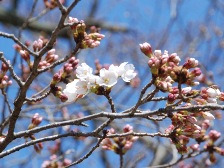 ソメイヨシノが開花しました