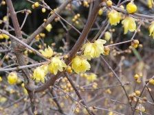 ソシンロウバイ3