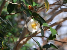ヤブツバキ2