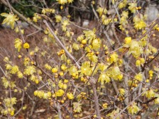 ソシンロウバイ2