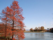 ラクウショウの紅葉