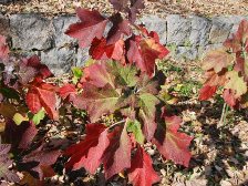 カシワバアジサイの紅葉