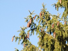 ドイツトウヒの実