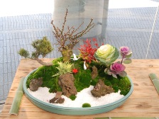 お正月用寄せ植え2