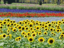 南エリアのお花畑1