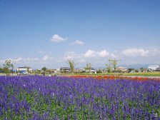 南エリアのお花畑2