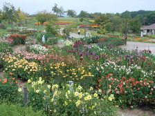 ダリア園は8分咲きです