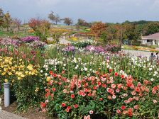 ダリア園2