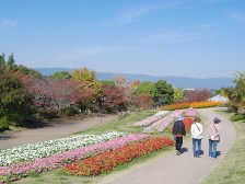 インパチエンス1