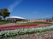 インパチエンス2