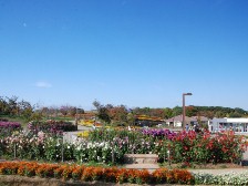 ダリア園2