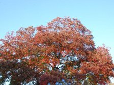 ナンキンハゼの紅葉