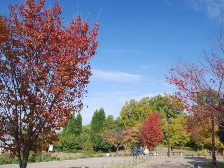 緑道の紅葉3